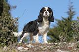 CAVALIER KING CHARLES 309